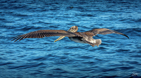 Brown Pelican Art Print featuring the photograph Brown Pelican by Endre Balogh