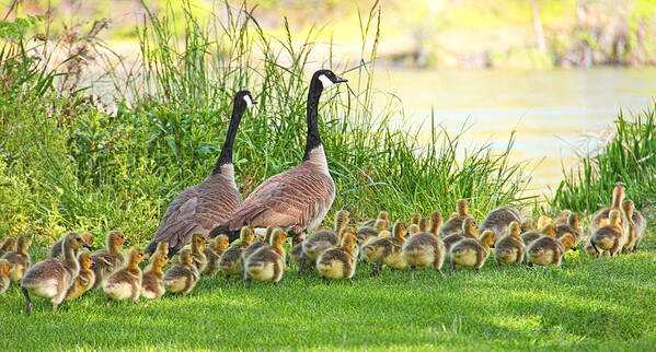 Canada Goose Art Print featuring the photograph Canadian Geese Family by Jennie Marie Schell