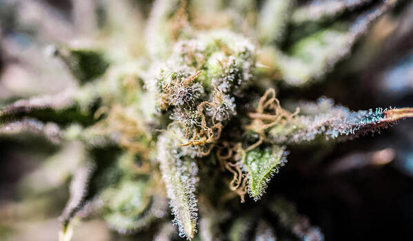 Cannabis Art Print featuring the photograph Cannabis Macro by Mitch McMaster