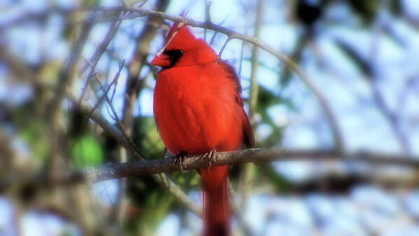 Beautiful Art Print featuring the photograph Cardinal in Winter by Cathy Harper