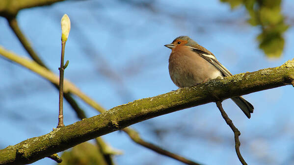 Bird Art Print featuring the photograph Chaffinch And Bud by Adrian Wale