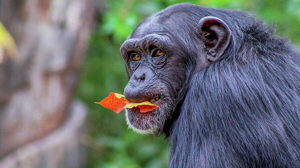 Chimpanzee Art Print featuring the photograph Chimpanzee by Holly Ross