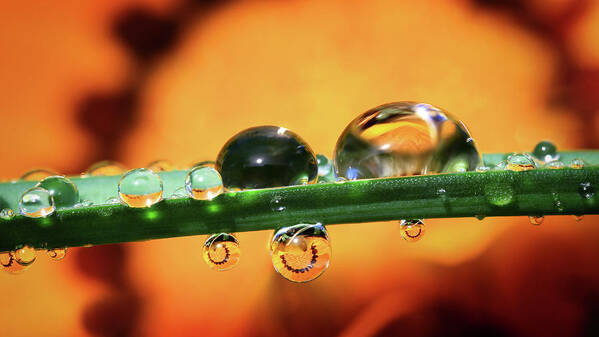Water Drops Art Print featuring the photograph Contrast of Interpretation by Gary Yost