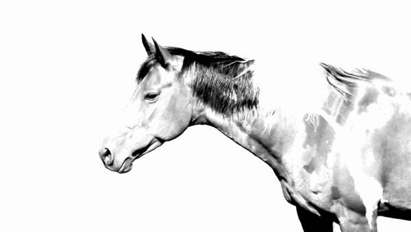 Country Art Print featuring the photograph Country Horse Whiteout by Morgan Carter