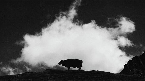 Cow Art Print featuring the photograph Cow and Cloud by Dorit Fuhg