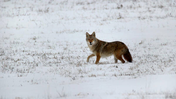 Coyote Art Print featuring the photograph Coyote in the Snow by Brook Burling