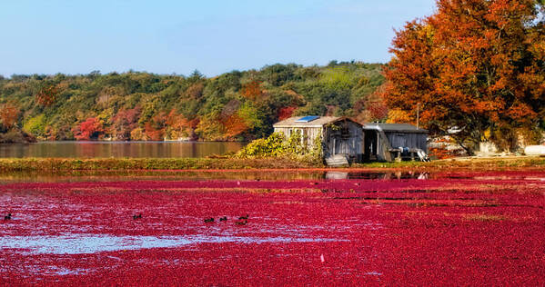 Cape Cod Art Print featuring the photograph Cranberry Juice by Gina Cormier