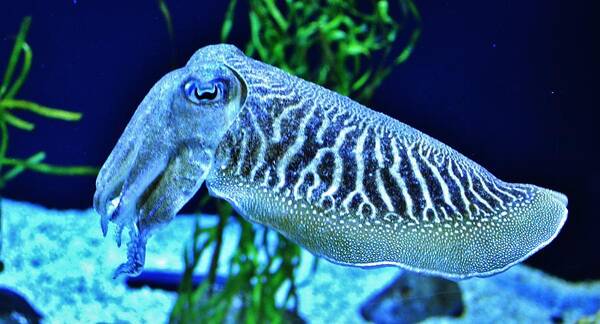 Fish Art Print featuring the photograph Cuttlefish by Eileen Brymer