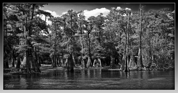 Cypress Art Print featuring the photograph Cypress on the Suwannee by Farol Tomson