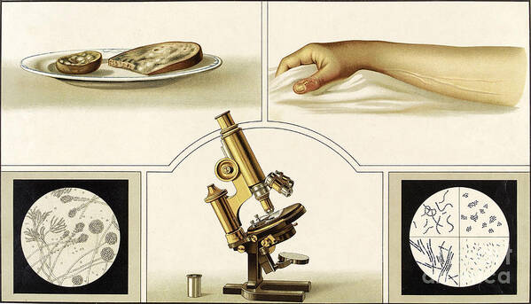 Historic Art Print featuring the photograph Dangers To Health, Germs And Bacteria by Wellcome Images