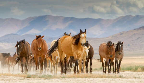 Wild Horse Art Print featuring the photograph Desert Travelers by Kent Keller
