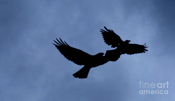 Birds Art Print featuring the photograph Double Silhouette by Lori Tambakis