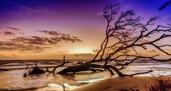 Landscape Art Print featuring the photograph Driftwood Beach 2 by Dillon Kalkhurst