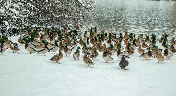 Ducks Art Print featuring the photograph Ducks Pond In Winter by Cathy Kovarik