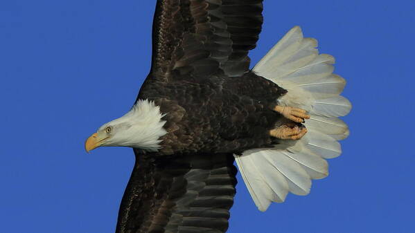 Eagle Art Print featuring the photograph Eagle Flying Closeup by Coby Cooper
