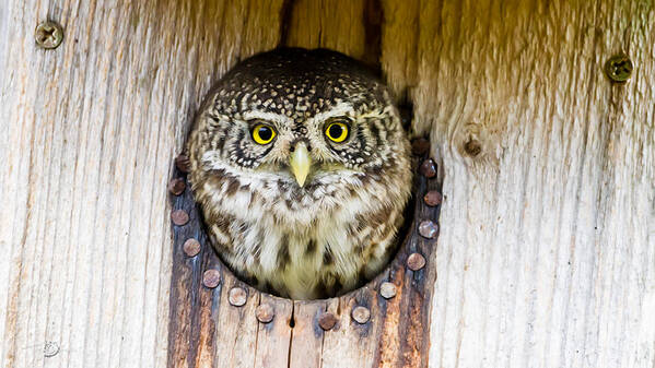 Eurasian Pygmy Owl Art Print featuring the photograph Eurasian pygmy owl by Torbjorn Swenelius