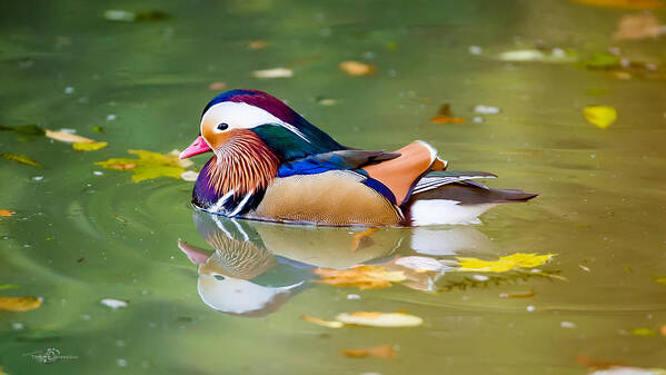 Mandarin Duck Art Print featuring the photograph Fall by Torbjorn Swenelius