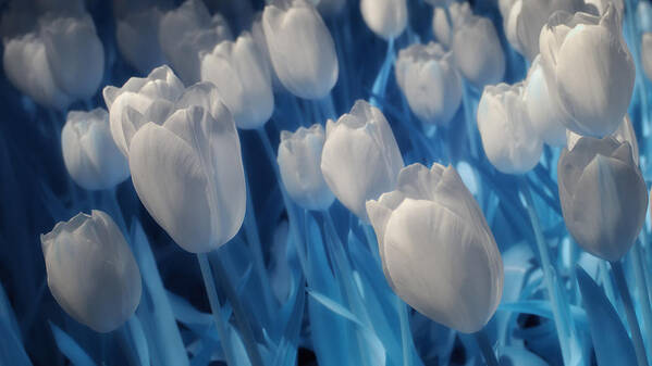 Tulips Art Print featuring the photograph Fanciful Tulips in Blue by James Barber