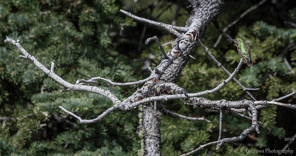 Hummingbird Art Print featuring the photograph Find Me If You Can by Aaron Burrows