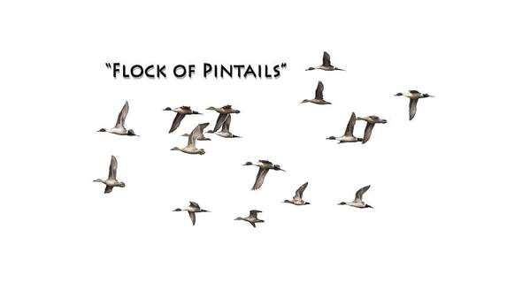 Pintail Or Northern Pintail (anas Acuta) Art Print featuring the photograph Flock Of Pintails by Thomas Young