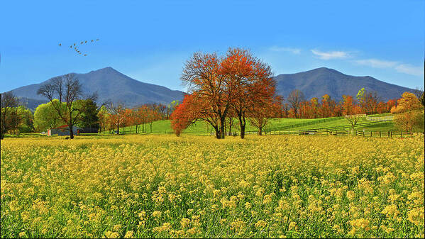 Peaks Of Otter Art Print featuring the photograph Flowering Meadow, Peaks of Otter, Virginia. by The James Roney Collection