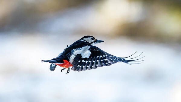 Flying Woodpecker Art Print featuring the photograph Flying Woodpecker by Torbjorn Swenelius