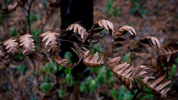 Fall Art Print featuring the photograph Forest Ferns by Glenn DiPaola