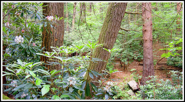 Forest Interior Art Print featuring the photograph Forest Interior with Mountain Laurel by A Macarthur Gurmankin
