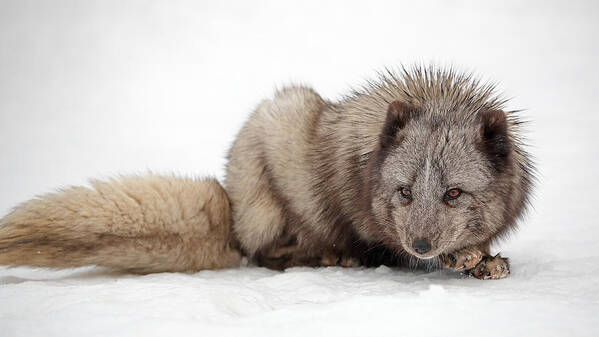 Fox Art Print featuring the photograph Fox on snow by Grant Glendinning