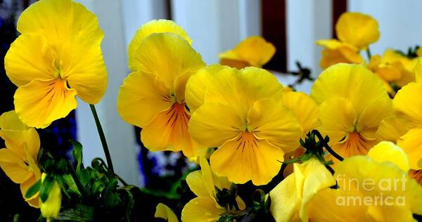 Gold Art Print featuring the photograph Golden Blooms Beside the Porch by Mary Deal