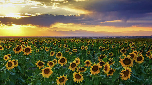 Colorado Art Print featuring the photograph Golden Hour Across The Sunflower Fields by John De Bord
