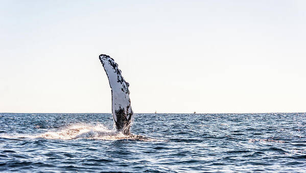 Grey Whale Art Print featuring the photograph Grey Whale Fin Gulf of Mexico by Charles McCleanon