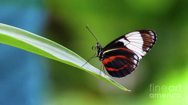 Butterfly Art Print featuring the photograph Heliconius by Franziskus Pfleghart
