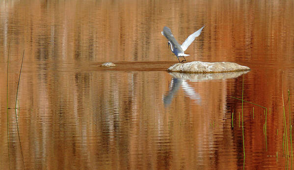 Heron Art Print featuring the photograph Heron Tapestry by Evelyn Tambour