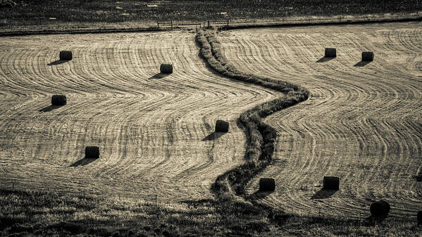 #hayfield #colorado #pattern #sepia Art Print featuring the photograph High Mountain Hay Field #3 by Stephen Holst