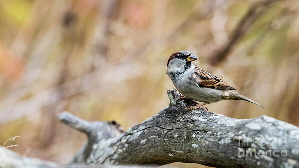 House Sparrow Art Print featuring the photograph House sparrow by Torbjorn Swenelius