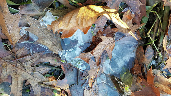 Composition Art Print featuring the photograph Ice and Fallen Leaves by Lynn Hansen