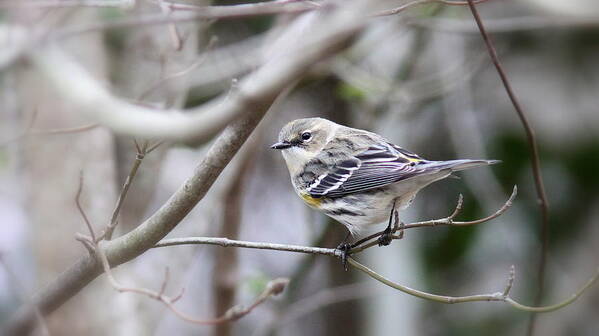 Yellow-rumped Warbler Art Print featuring the photograph IMG_1186 - Yellow-rumped Warbler by Travis Truelove