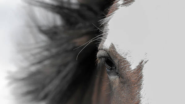 Horse Art Print featuring the photograph In the Wind by Holly Ross
