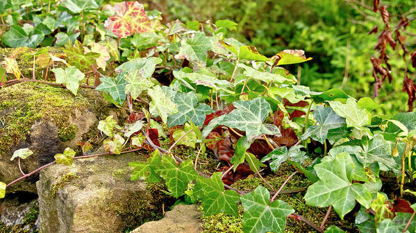 Ivy Art Print featuring the photograph Ivy on Stones by Elena Perelman
