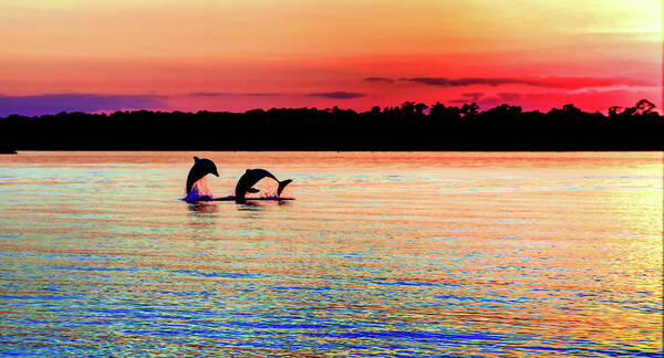 Dolphins Art Print featuring the photograph Joy Of The Dance by Karen Wiles