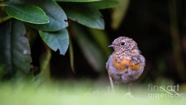 Robin Art Print featuring the photograph Juvenile Robin by Torbjorn Swenelius