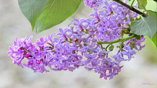 Lilacs Art Print featuring the photograph Lilac Cluster by Skip Tribby
