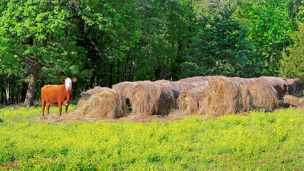 Cow Pictures Art Print featuring the photograph Lone Cow Guard, Smith Mountain Lake by The James Roney Collection