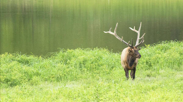 Elk Art Print featuring the photograph Lone Elk by Holly Ross