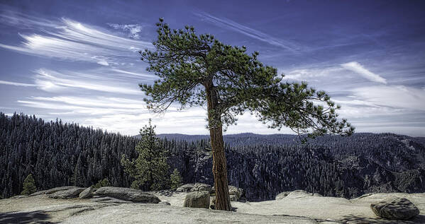 Yosemite Art Print featuring the photograph Lonesome Tree by Chris Cousins