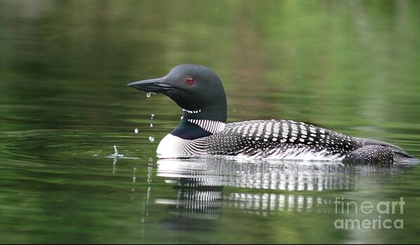 Common Loon Art Print featuring the photograph Loon in August by Sandra Huston