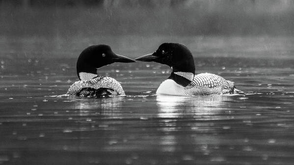 Black And White Art Print featuring the photograph Loving Loons by Darryl Hendricks