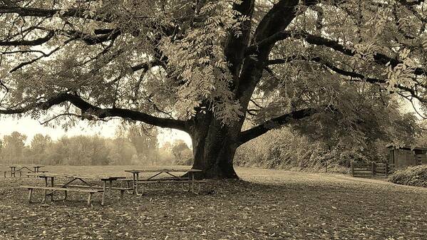 Sepia Art Print featuring the photograph Memory Tree by Bonnie Bruno