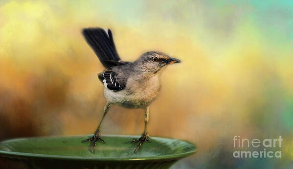 Meal Worm Art Print featuring the photograph Mockingbird by Darren Fisher